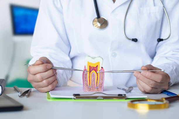 Best Emergency Root Canal Treatment in Charlotte Harbor, FL
